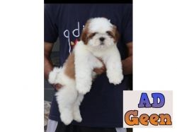 used Shih Tzu puppies for sale whats app no 9315874576 for sale 